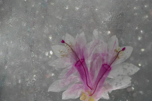 サボテンSchlumbergera詳細ピンクの花で満開 — ストック写真