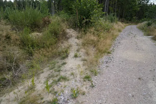 stock image Forest dieback due to climate change, drought and storms and deforestation as a raw material