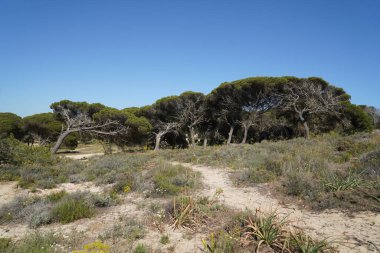 Portekiz 'deki Algarve plajında mavi deniz ve gökyüzü Albufeira yakınlarındaki Algarve kayalığında.
