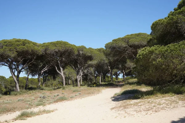 Árvores Praia Atlântica Portuguesa Com Fundo Arenoso Rochoso — Fotografia de Stock