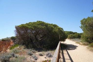 Portekiz Atlantik Sahili 'nde seyrek büyüyen bitki örtüsü