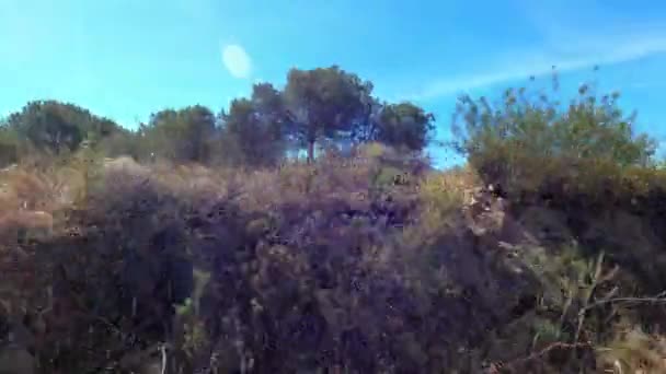 Португальський Ландшафт Сосновими Деревами Цистом Багатьма Просторами Синім Небом — стокове відео