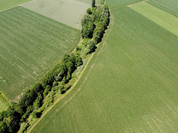 Luftaufnahme Von Landwirtschaftlichen Feld Und Bäumen Sommer Drohnenschuss Luftbild — Stockfoto