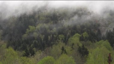 Yağmurdan sonra Pireneler 'in orman dağlarında sis var.