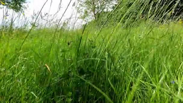Wiese Detail Gräser Bewegen Sich Wind — Stockvideo