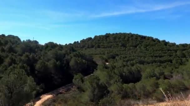 Португальський Ландшафт Сосновими Деревами Цистом Багатьма Просторами Синім Небом — стокове відео
