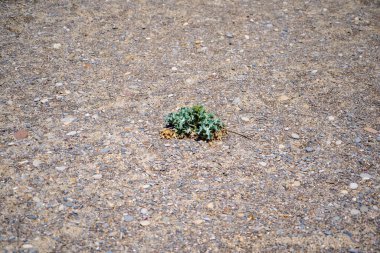 Akdeniz sahilindeki bitkiler kumsalda yetişiyor.