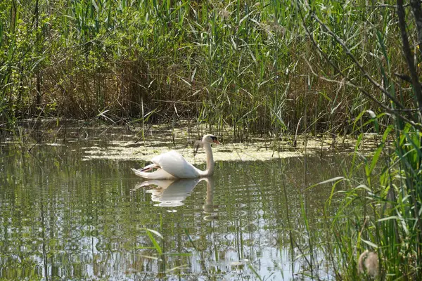Ein Weißer Schwan Schwimmt Einem Teich — Stockfoto