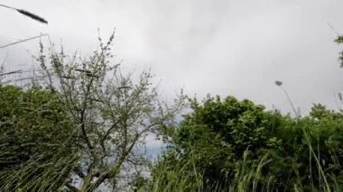 Yeşil bir çayırda kır çiçekleri. Bahar arkaplanı.