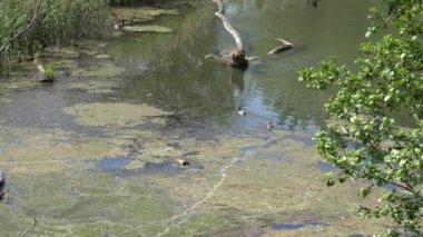 Suda çimen ve ölü ağaçlar olan Tuna kolları