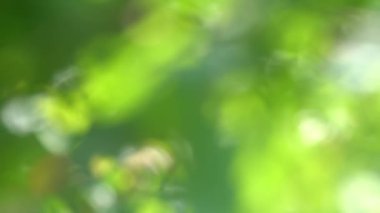 yeşil bulanık bahçe arka planı, 4k içinde mercek parlaması ve kabarcıkları ile