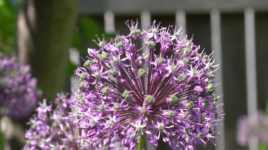 Allium Giganteum 'un pembe çiçekleri Yazın çitin üstünde