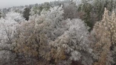 Karla kaplı kış çam ormanının havadan görünüşü