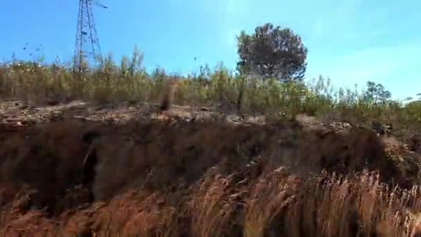 Portugal Landschap Met Pijnbomen Cistus Veel Ruimte Met Blauwe Lucht — Stockvideo