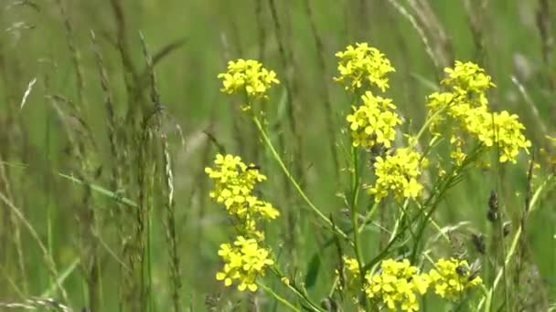 Yeşil Çayırdaki Sarı Kır Çiçekleri Bahar Arkaplanı — Stok video