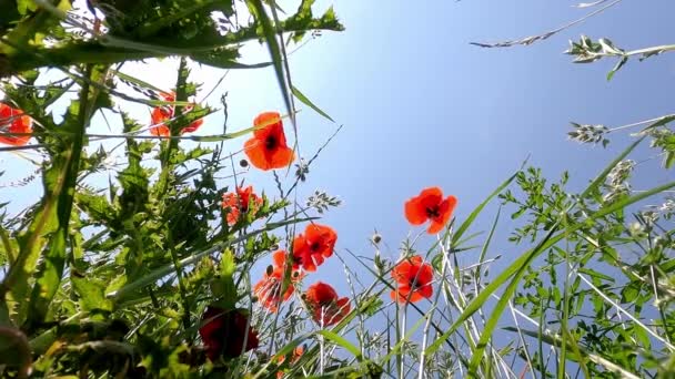 Louka Divokými Květinami Červenými Máky Jako Jarní Louka Slunečného Dne — Stock video