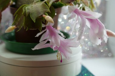 Noel Kaktüsü Schlumbergera Pembe çiçeklerle tam çiçeklenme 