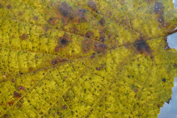 Folha Uma Árvore Caduca Outono Criado Detalhes Studi — Fotografia de Stock