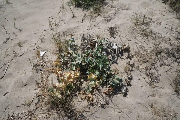 Planten Het Mediterrane Strand Groeien Het Zand — Stockfoto