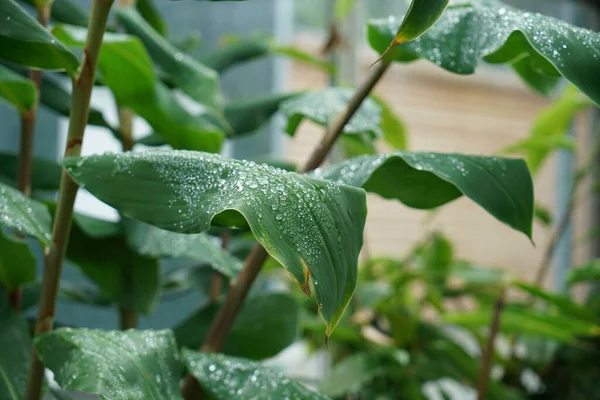 Raindrops Leaves Tree Early Spring — Stockfoto