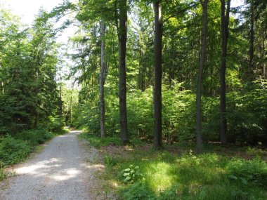 İlkbaharda ormanda bir patika 