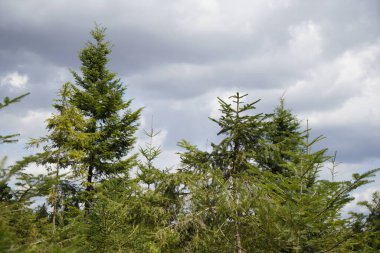 Genç yeşil kozalaklı ağaçlar ormanları yeniden ağaçlandırıyor.