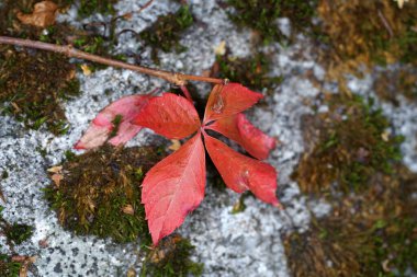 Maple leaf floating on the water surface, closeup of photo