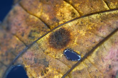 Macro detail of a dry leaf eaten by pests in autumn.