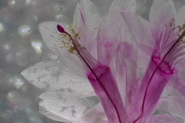 庭に美しい紫色のアイリス — ストック写真