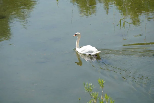 Weißer Schwan Schwimmt See Nahaufnahme Von Foto — Stockfoto
