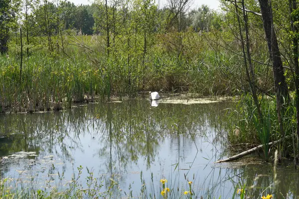 白天鹅在湖中游泳 拍照特写 — 图库照片
