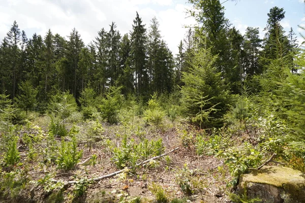 Florestas Moribundas Devido Limpeza Sem Sentido Floresta Toco Árvore Floresta — Fotografia de Stock