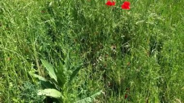 Kırmızı gelincikler, mavi gökyüzüyle güneşli bir günde bahar çayırı gibi.,