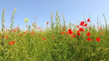 Kırmızı gelincikler, mavi gökyüzüyle güneşli bir günde bahar çayırı gibi.,