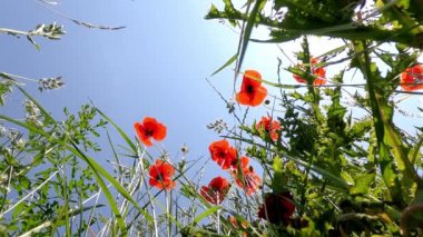 Yaban çiçekleri ve kırmızı gelincikler ile güneşli bir günde güneşli bir çayır gibi