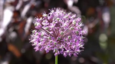 Mor Allium giganteum çiçeği tamamen çiçek açmış.