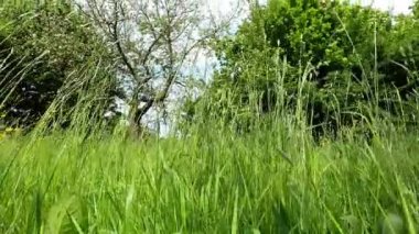 Otlar rüzgarda hareket ederken çimenlik detaylarıyla,