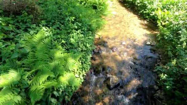Stream Metsässä Kirkkaalla Puhtaalla Vedellä Suuressa Maisemassa — kuvapankkivideo