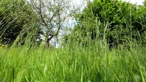 Meadow Detalj Med Gress Som Beveger Seg Vinden – stockvideo