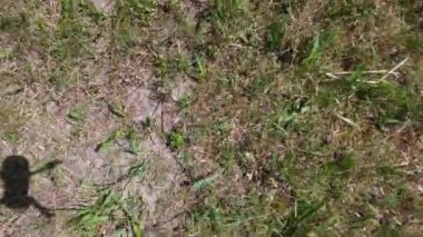 Bavyera 'daki yeşil çayırlar ve kuru alanlar güneşli bir gün UHD 4k' de çekildi