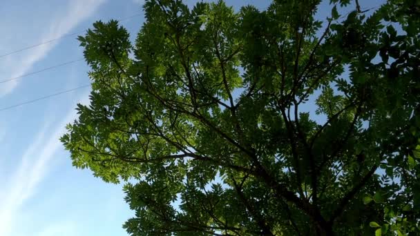 Дерево Листям Дунаї Хмарним Небом — стокове відео