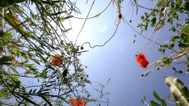 在阳光灿烂 蓝天的日子里 红罂粟就像春天的草甸 — 图库视频影像