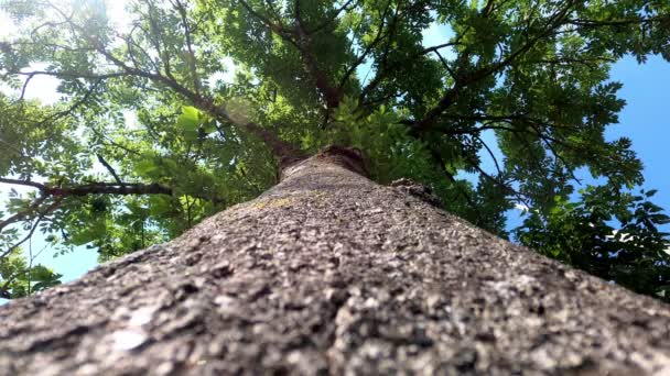 Träd Med Lövverk Vid Donau Med Molnig Himmel — Stockvideo