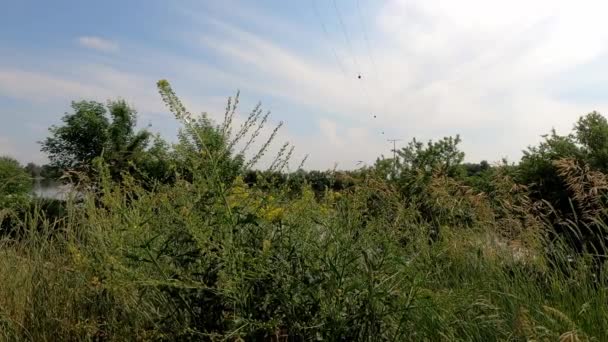 多瑙河上的野生草本植物和绿草 — 图库视频影像