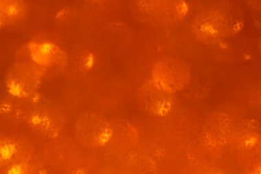 Renkli fotoğraf arkaplanı, fotoğraf stüdyo fotoğrafı olarak mercek fişeğiyle çekildi.