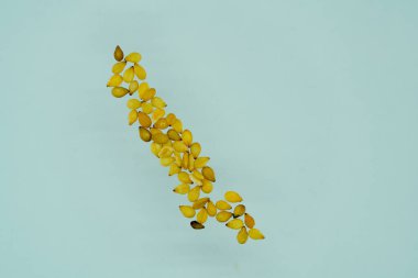 Susam, bir yağ mahsulü ve yaygın bir mahsuldür.