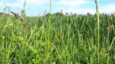 Otlar rüzgarda hareket ederken çimenlik detaylarıyla,