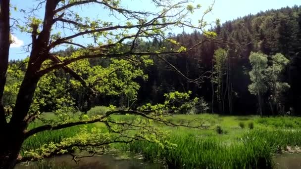 Strømme Skogen Med Klart Rent Vann Stort Landskap – stockvideo