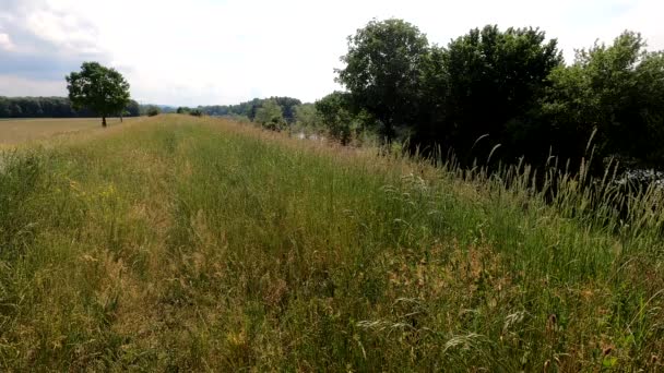 Dzikie Rośliny Brzegu Dunaju Wiatrem — Wideo stockowe