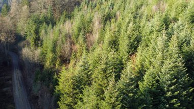 Forest in lush green with healthy conifers in winter